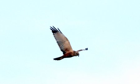1 img 4253jpg