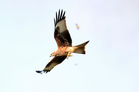 1 img 5341 2