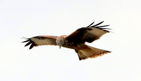 1 img 7978jpg