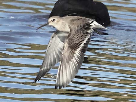 Dunlin 2023 10 26 Langford Lakes1aaa