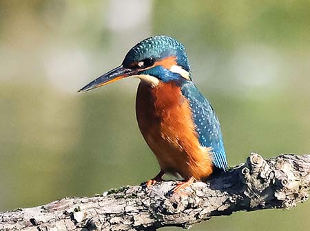 Kingfisher 2023 10 26 Langford Lakes1aaa