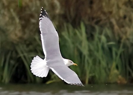 Yellow legged Gull 2023 10 04 Langford Lakes2