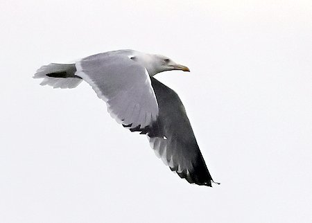 Yellow legged Gull 2023 10 11 Langford Lakes1