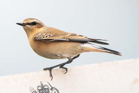 wheatear111
