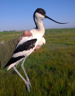 Avocet 2