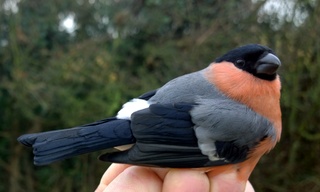 Bully male
