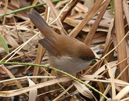 Cettis Warbler1