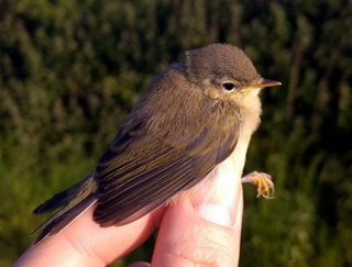 Chiff