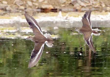 Common Sandpiper 2021 09 18 Langford Lakes