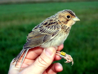 Cornie juv