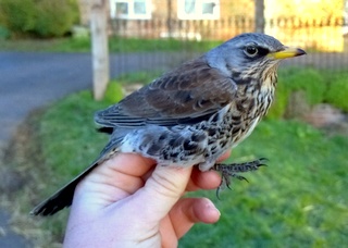 Fieldfare