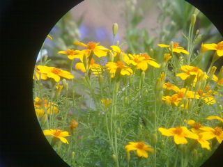 Flowers digiscope320x240