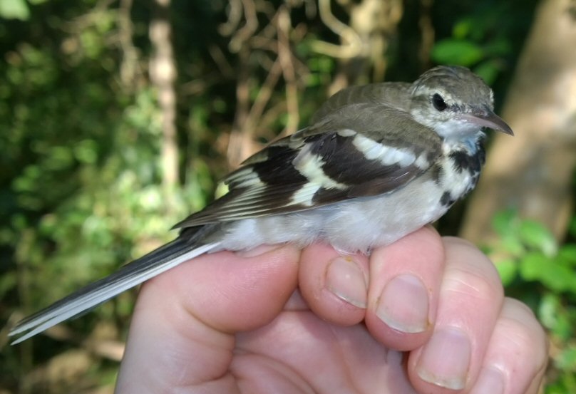 Forest Wagtail 1