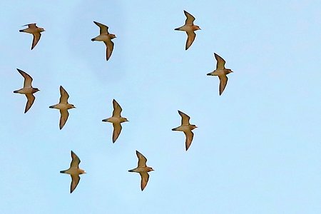 Golden Plover 2021 10 09 Badens Clump