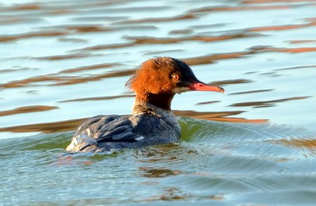 Goosander 2019 01 09 Westbury Lakes100
