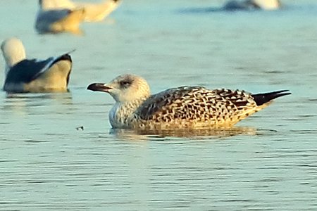 Great Black backed Gull 2019 01 04 Langford Lakes0