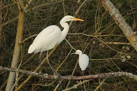 Great White Egret 2019 01 27 Langford Lakes11