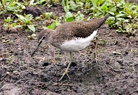 Green Sandpiper 2021 09 14 Langford Lakes3