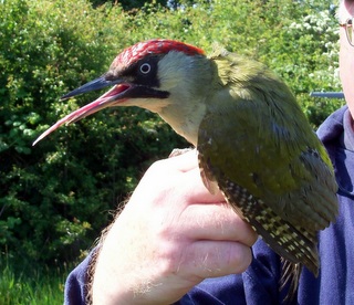 Green Woodpecker SPTA 17.05.2014 d