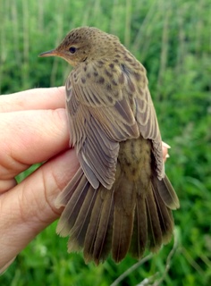 Gropper