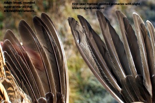 Jack Snipe wings