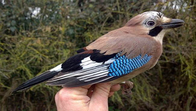 Jay1