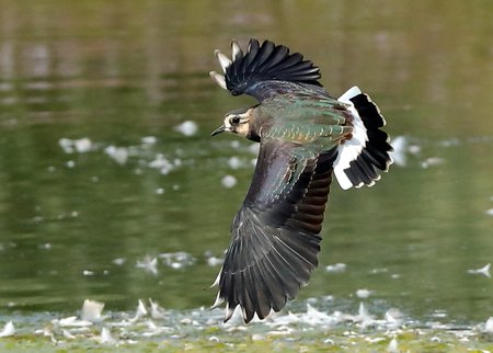 Lapwing 2021 09 06 Langford Lakes