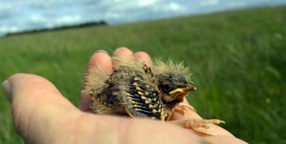 Lark on hand