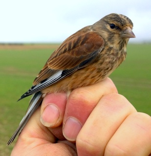 Linnet