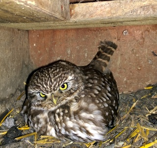 Lit Owl on nest