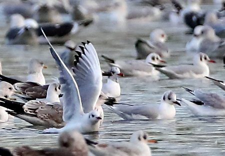 Mediterranean Gull 2019 01 23 Langford lakes