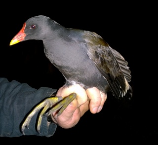 Moorhen