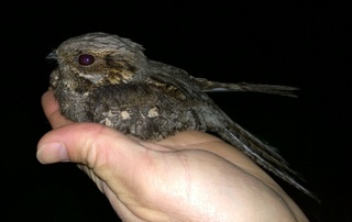 Nightjar