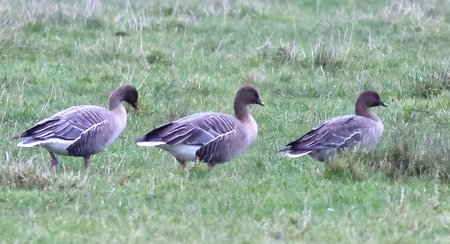 Pink footed Goose 2022 01 23 Pit 82 Cotswold Water Park0