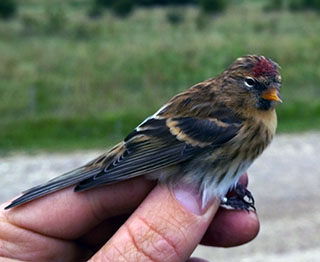 Redpoll1