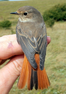 Redstart