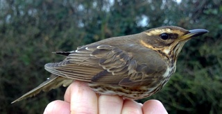 Redwing