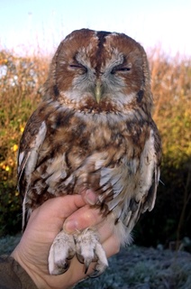 Tawny