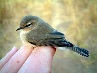 Tristis 3