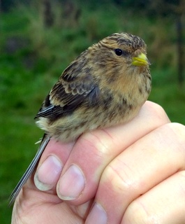 Twite