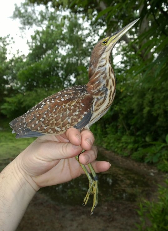 Von Schrenks in hand 1