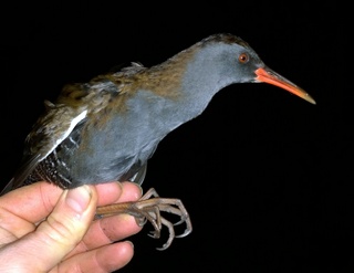 Water Rail