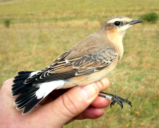 Wheatear