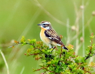 Whinchat 2017 04 030