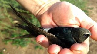 White Rumped Swift