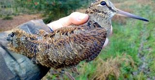 Woodcock