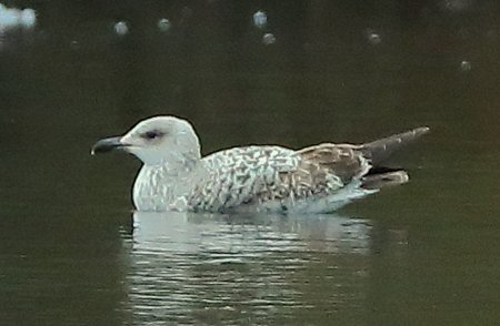 Yellow legged Gull 2019 01 02 Langford Lakes1