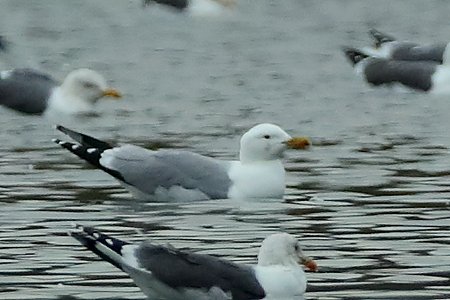 Yellow legged Gull 2019 01 25 Langford Lakes