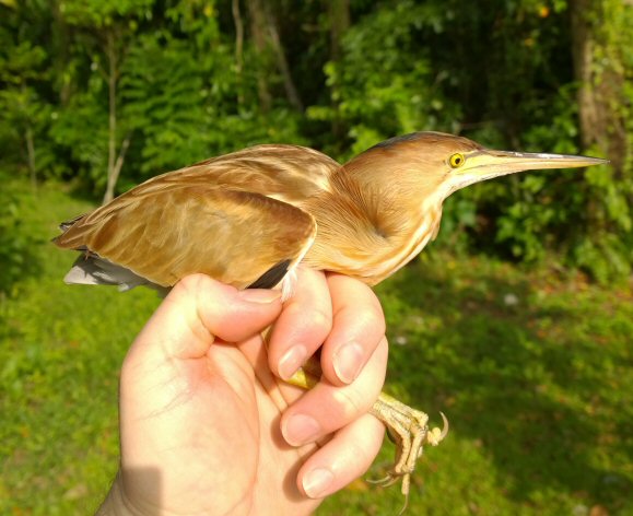 Yellow Bittern 1