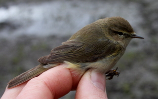 brown chiff